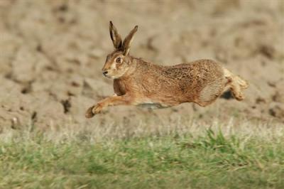 杂交野兔养殖 春天杂交野兔价格