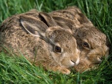 散养野兔 圈养野兔 人工驯化野兔