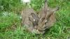 2015年杂交野兔 饲养杂交野兔 出售杂交野兔