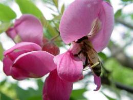 紫花刺槐小苗價(jià)格