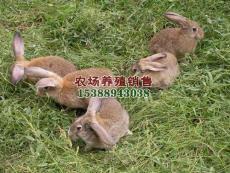 改良野兔养殖