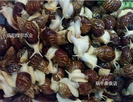 鲜活白玉蜗牛/法国蜗牛