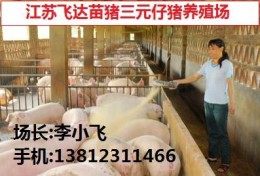 新乡三元仔猪多少钱一斤