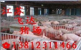 洛阳三元仔猪多少钱一斤