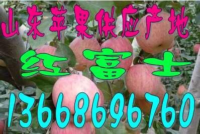 山東冷蘋(píng)果庫(kù)批發(fā)供應(yīng)商山東紅富士蘋(píng)果價(jià)格