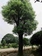大量供应22cm香樟树 25公分骨架香樟树