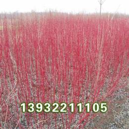 江蘇紅瑞木繁育基地最新報(bào)價(jià)