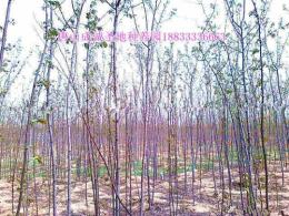 河北香花槐 河北香花槐小苗