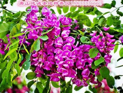 唐山香花槐 唐山香花槐小苗