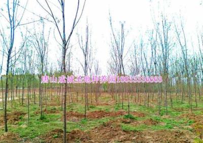 唐山香花槐 唐山香花槐小苗