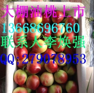 山東大棚油桃價格-山東油桃基地供應商