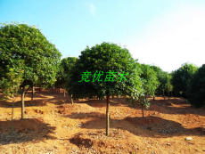 供应农户自产自销优质品种11公分桂花树