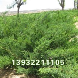 河北保定沙地柏基地低價(jià)特賣(mài)
