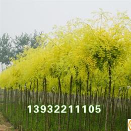 河北保定地接金枝槐成本價(jià)促銷(xiāo)中