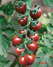 丰台区番茄种子 樱桃番茄种子 台湾小番茄