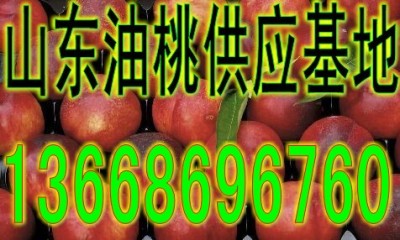 山東油桃價格 山東大棚油桃銷售基地