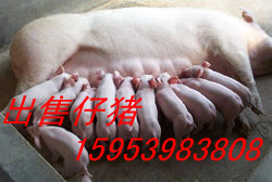 山東豬場大量供應(yīng)優(yōu)良仔豬苗豬