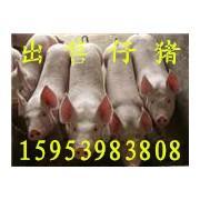 山東豬場大量供應(yīng)優(yōu)良仔豬苗豬
