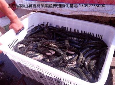 黑鱼苗养殖