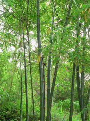 厂家供应龙头竹提取物70%有机硅