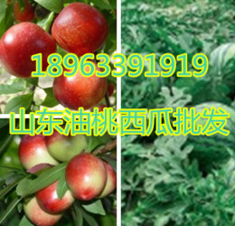 山東萬畝油桃價格油桃今日批發價格