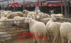 小尾寒羊活羊价格羊养殖利润