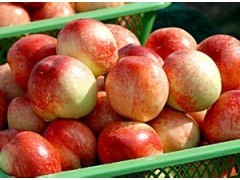 哪里油桃价格质量好哪里油桃种植基便宜山东
