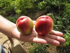 哪里油桃價格質(zhì)量好哪里油桃種植基便宜山東