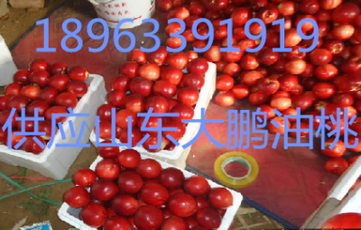 山東大鵬中油5號油桃批發供應基地