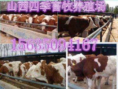 内蒙古西门塔尔肉牛犊价格