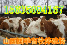 内蒙古牛犊价格