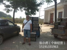 陜西毛桃毛桃批發價格