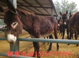 什么地方有賣小肉驢的