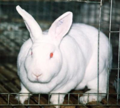邯郸成安养兔场邯郸成安养獭兔场6-7个月龄