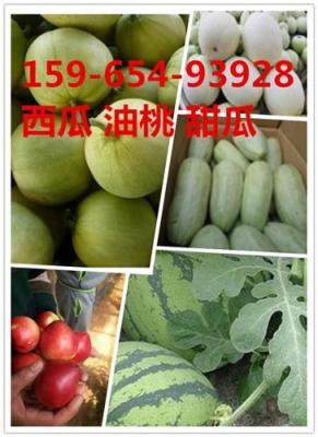 山東哪里批發(fā)西瓜 哪里批發(fā)大棚西瓜呀