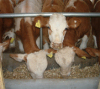 西门塔尔牛犊养殖场肉牛犊价格