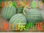 山東西瓜批發價格山東西瓜