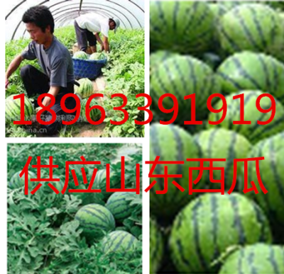 山東西瓜批發(fā)價格山東西瓜