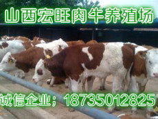 贵州肉牛价格