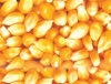 玉米高粱麸皮长期求购